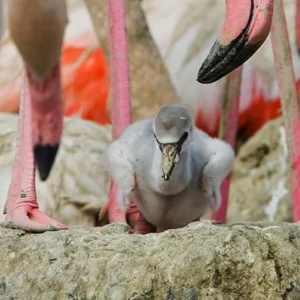 flamingo-chick-photo